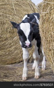  cute   little calf  posing   near  hay. nursery on a farm. rural life