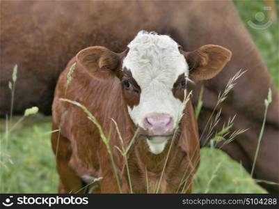 cute little calf white and brown in grass with cow background