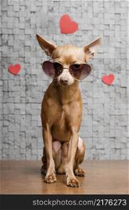 cute little chihuahua dog surrounded by hearts
