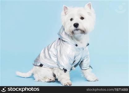 cute little dog costume. High resolution photo. cute little dog costume. High quality photo