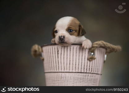 Cute little dog in a metal bucket