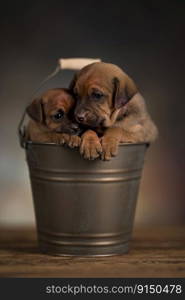 Cute little dog in a metal bucket