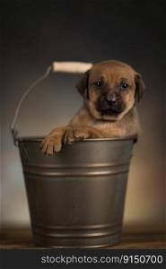 Cute little dog in a metal bucket
