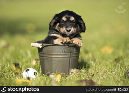 Cute little dog in a metal bucket