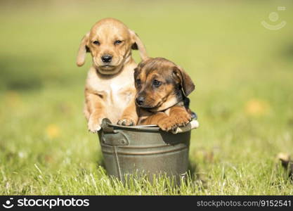 Cute little dog in a metal bucket