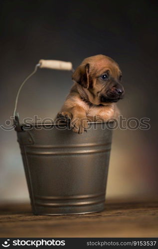 Cute little dog in a metal bucket