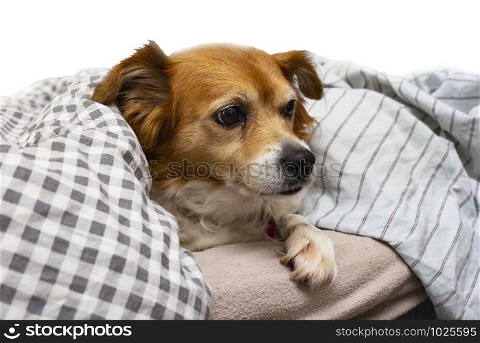 Cute little dog lying on a pillow in bed under the covers, ready for sleeping closeup isolated. Cute little dog lying on a pillow in bed under the covers, ready for sleeping isolated