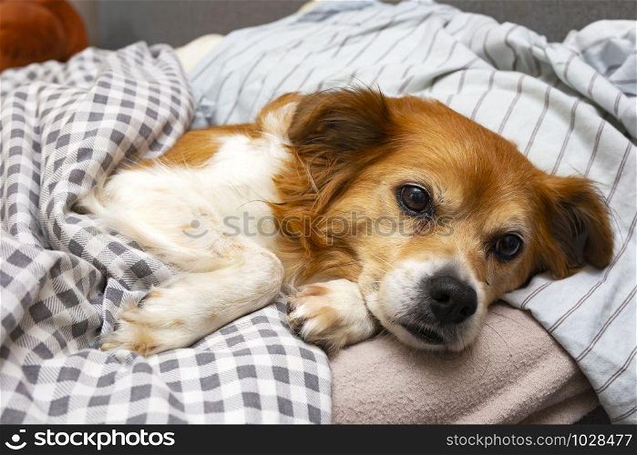 Cute little dog lying on a pillow in bed under the covers, ready for sleeping closeup. Cute little dog lying on a pillow in bed under the covers, ready for sleeping
