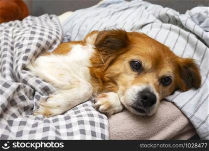 Cute little dog lying on a pillow in bed under the covers, ready for sleeping closeup. Cute little dog lying on a pillow in bed under the covers, ready for sleeping