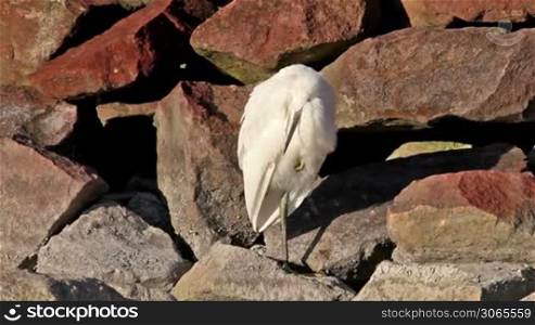 Cute little egret resting on the rock