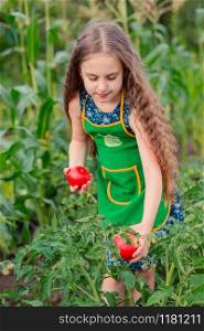 Cute little girl in a garden with ripe red tomatoes. A girl collects a crop of ripe organic tomatoes in the garden.. Cute little girl in a garden with ripe red tomatoes. A girl collects a crop of ripe tomatoes in the garden.