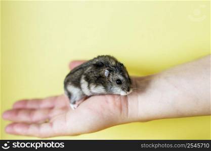 Cute little hamster in mens hands close on a yellow background. Cute little hamster in mens hands close on yellow background