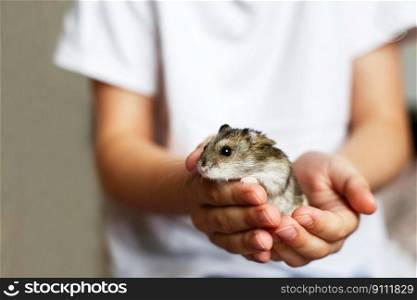 Cute little hamster in the child’s hands close. Cute little hamster in child’s hands close