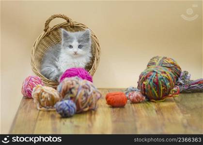 Cute little kitten. Baby kitten playing with a ball of woolen threads. Kitten with colorful wool yarn balls
