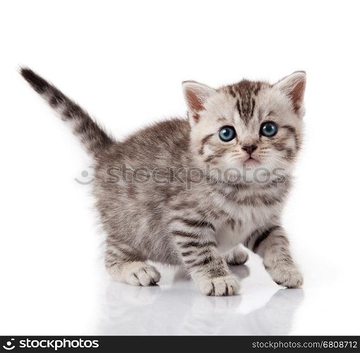 Cute little kitten. kitten with blue eyes. Kitten on a white background