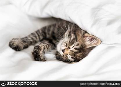 Cute little kitten looks out from under the blanket indoors