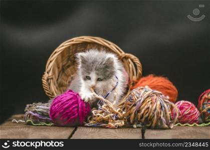 Cute little kitten playing with knitting accessories. Kitten looking at viewer. Kitten with knitting ravels in a basket