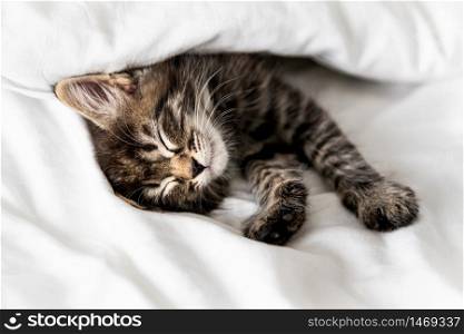 Cute little kitten sleeping covered with blanket