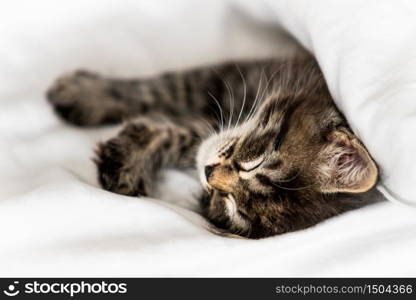 Cute little kitten sleeping covered with blanket