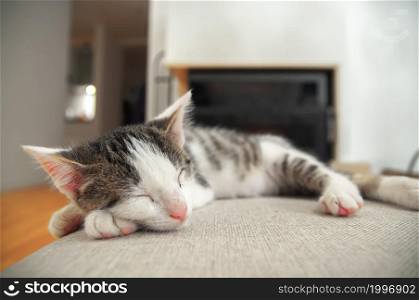 Cute little kitten sleeping on box. Copy space for text in background. Warm house