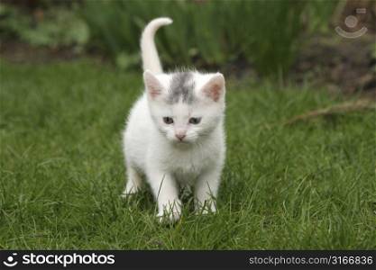 Cute little kitten walking around in the garden