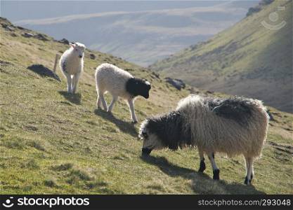 Cute little lambs and sheep against grass on a green field on the Faroe Islands. Landscape with mountains, grass, rocks and lambs and sheep. Colourful travel background. Glorious sceneries of the Faroes. Postcard motif.