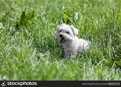 cute little Malteser dog sitting in the grass