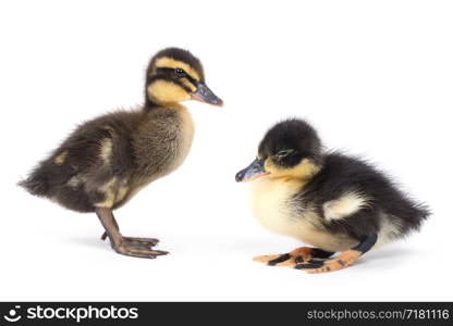 Cute little newborn fluffy duckling. One young duck isolated on a white background.