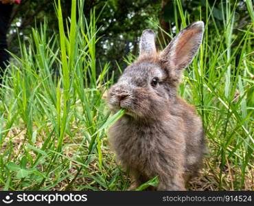 Cute little rabbit sitting on green grass in summer day. Easter day concept idea.
