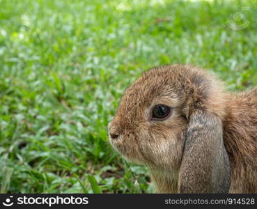 Cute little rabbit sitting on green grass in summer day. Easter day concept idea.