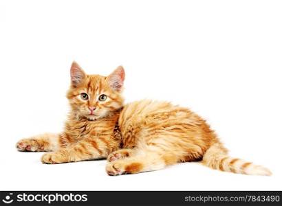 Cute little red kitten isolated on white background