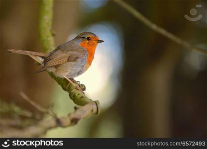 Cute little robin bird on brunch in park