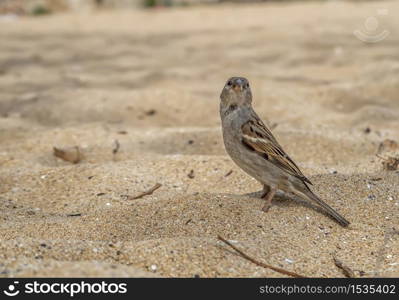 cute little sparrow looking for food seeds on the beach.