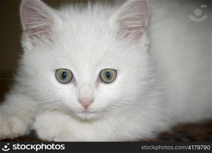 cute little white kitten laying on a couch