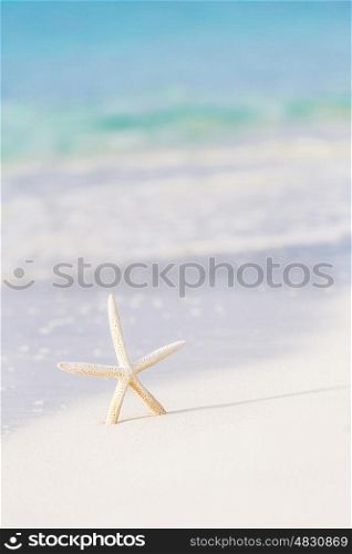 Cute little white sea star on sandy seashore, abstract natural background, exotic nature, paradise beach, card with starfish image