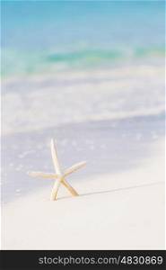 Cute little white sea star on sandy seashore, abstract natural background, exotic nature, paradise beach, card with starfish image