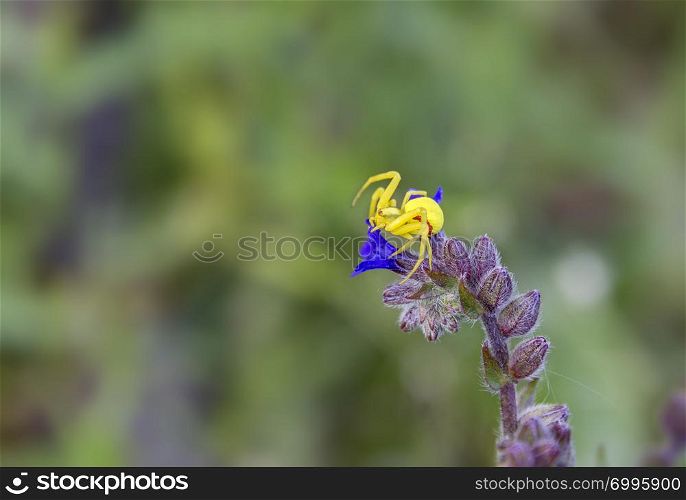 Cute little yellow spider on the flower with copy space