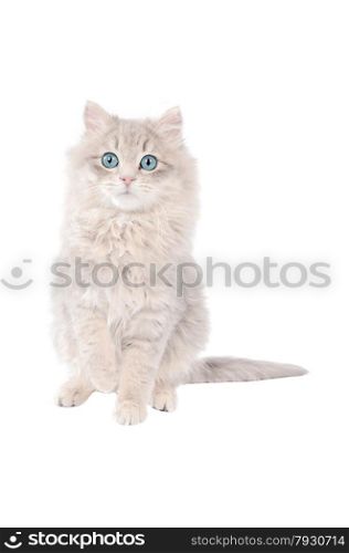 Cute long haired white kitten with blue eyes sitting on a white background