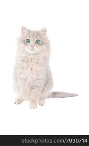 Cute long haired white kitten with blue eyes sitting on a white background