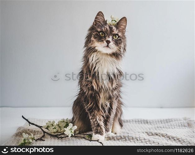 Cute, loveable kitten and bright, spring flower. White, isolated background. Close-up, side view. Pet care concept. Cute, charming kitten on a white background