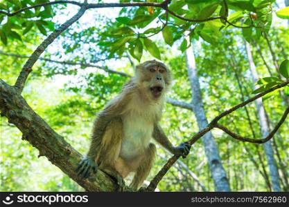 Cute macaque monkey sitting on tree in tropical mangrove forest with green foliage and numerous roots