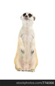 cute meerkat ( Suricata suricatta ) isolated on white background