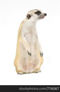 cute meerkat ( Suricata suricatta ) isolated on white background