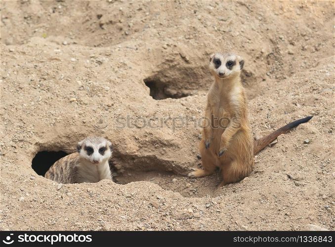 cute meerkat ( Suricata suricatta ) standing at cave entrance