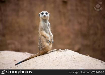 cute meerkat ( Suricata suricatta ) standing on the rock