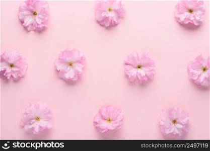 Cute minimalistic sakura flowers pattern on pink pastel background flat lay top view