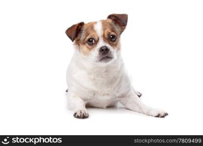 Cute mixed breed dog sitting against a white background
