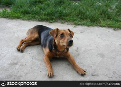 Cute mongrel dog in the village yard