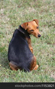 Cute mongrel dog posing in the yard