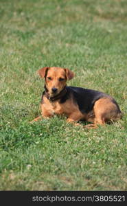 Cute mongrel dog posing in the yard